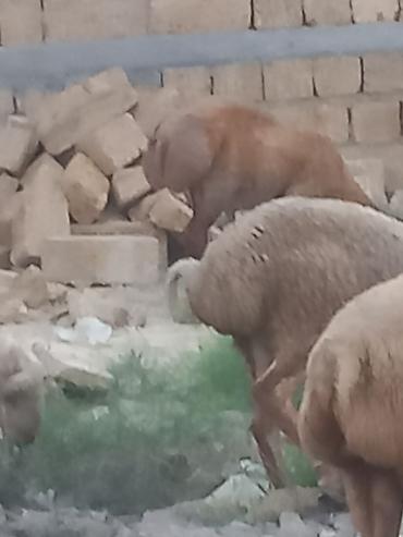 at və eşşəyin cütləşməsi: Salam 20 heyavandı 1ədədi erkək qoç 2dənədə erkək toxlu 17 dişi — 6