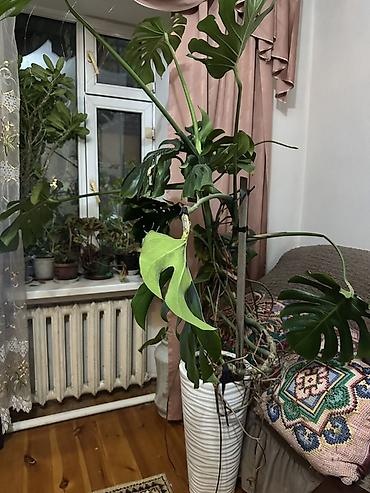 купить монстеру: Монстера деликатесная (Monstera deliciosa), крупный взрослый — 2