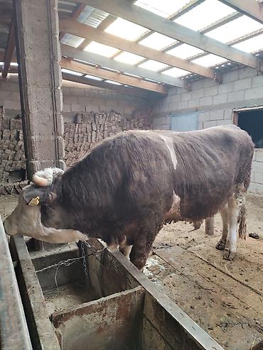 Коровы, быки: Продаю | Бык (самец) | Герефорд | Для разведения | Привязанные — 1