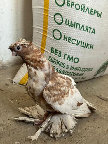 в связи с переездом отдам попугая жако в добрые руки: Продам голубь чубый