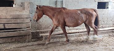 Лошади, кони: Продаю | Кобыла (самка) | Рабочий — 6