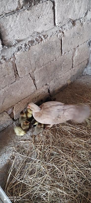 bala qoyun: Salam eleykum. Lavanda ordek ve 11 bala. Etlik cinsdir .3 gunlukdur — 2