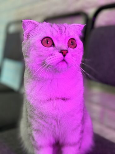 скоттиш фолд шотландская вислоухая кошка: Продается шотландская скоттиш фолд девочка, 11 месяц. Не стерилизована