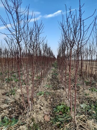 Şitillər: Alça qələmi "saglam tinglər saglam bagçiliqin təminatidir"🌱 yeni əkin — 8