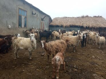 Keçi, çəpiş: Keçilər satilir — 6