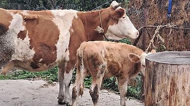boğazdı: Üçüncü qarına erkək balası yanında satılır qarnı boğazdı — 3