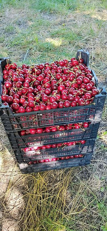 gilas bağı: 200 sot, Kənd təsərrüfatı, Kupça (Çıxarış) — 4