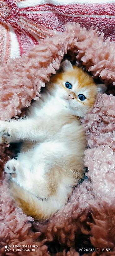 Pişiklər: Britan — 8