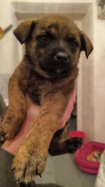 Отдам даром собаку: ПРИЮТ СОБАЧЕК большой выбор много красивых щенков и умных собак. ВСЕ — 13