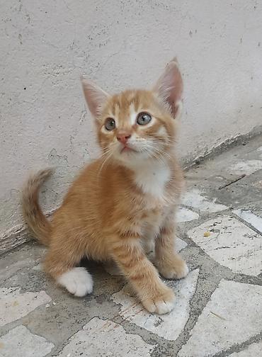 gence pisik: Bu gözəl balaca evini gözləyir ❤️ 1,5 aylıq çox şirin balaca pişiklər — 3