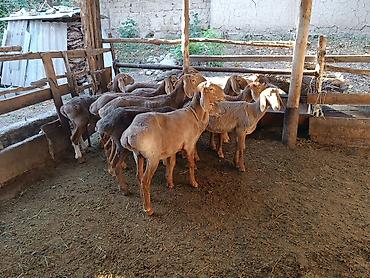 Продам с/х животных: Продаю | Баран (самец) | Арашан — 1