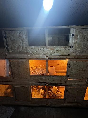 Инкубаторы: Многоярусный брудерный стеллаж для выращивания птицы Цена зависит от — 3