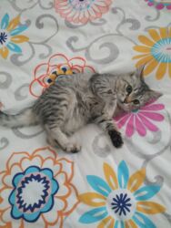 куда отдать кошку бишкек: 3 айлык, Ургаачы, Курттардан тазаланган