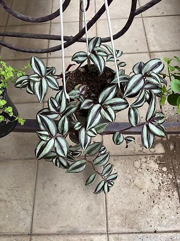 Otaq bitkiləri: Her cure guler var veregliyin baxin ancag xanimlara satiş olur Gencedi — 16