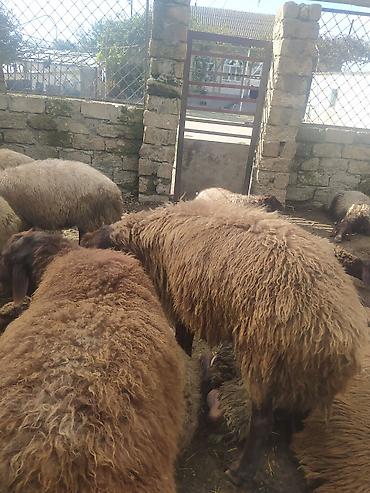 Erkək, Qala, il: 2, 90 kq, Ətlik, Ünvandan götürmə