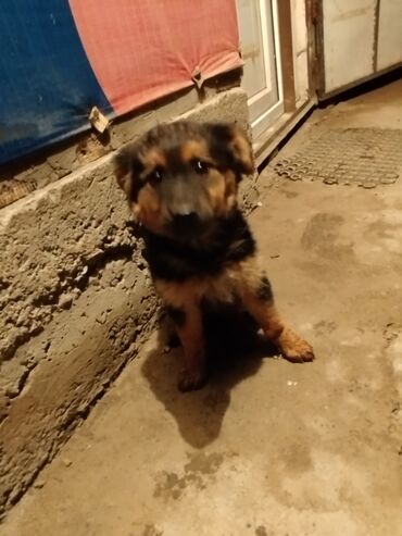 Собаки: Немецкая овчарка 2 месяц имя Майя