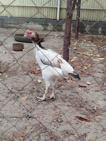 продажа домашних кур: Сатам | Тооктор