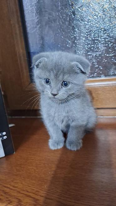 Pişiklər: Şotland, Erkək, Yaxşı əllərə, Ünvandan götürmə, Ödənişli çatdırılma, Rayonlara çatdırılma — 1