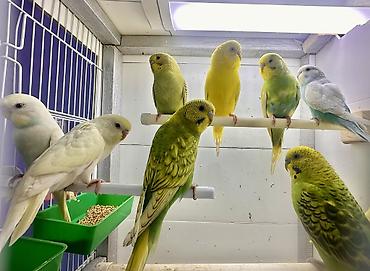 Птицы: Волнистые попугаи в комплекте с клеткой. Описание: - Яркие волнистые — 7