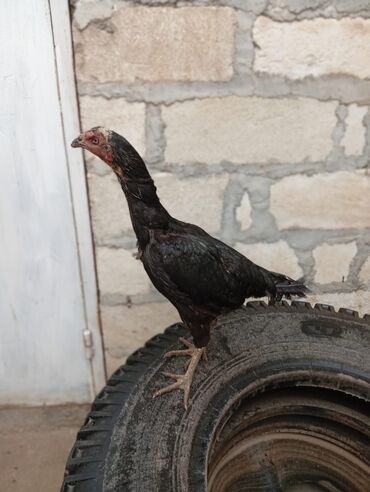 Akvarium aksessuar və ləvazimatları: Məhsul: Qara rəngli cücərtili gənc toyuq/horoz (uzunboyun, az tüklü