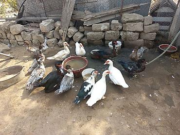 Kənd təsərrüfatı quşları: 13 heyvandi kom 250 manat ünvan şhüvelan tek tek 30 manat — 2