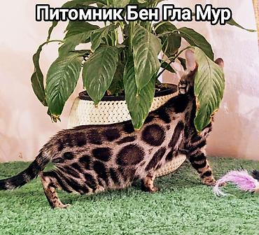 купить бенгальского котенка: Бенгальская, 4 месяца, Девочка, Приучена к лотку, Проглистована, С документами — 8