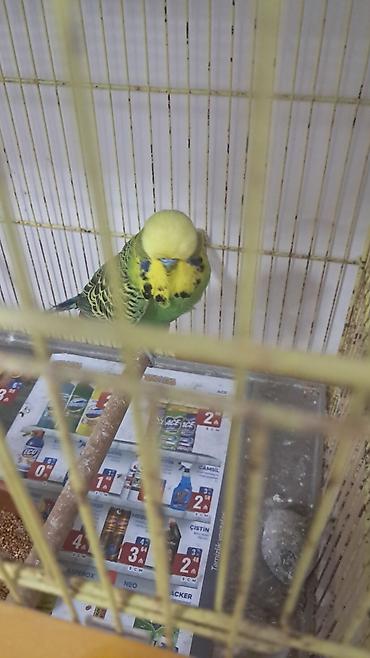 cex quşlar: 3 ədəd erkək jumbo,12 ədəd jumbo çex qarışıq — 5