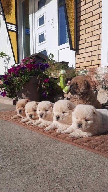 pomeranac beli: Cau cau Chow chow stenad najlepsi pokon otac m- lav chsrb 3x caca bob