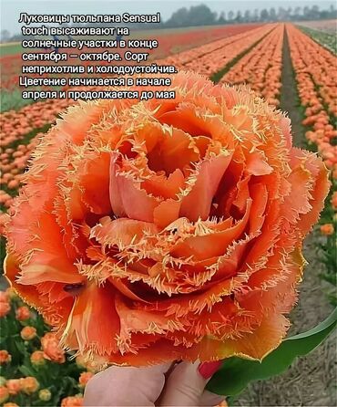 луковица тюльпана купить в Кыргызстан | Куплю дом: Сортовые тюльпаны луковицы, всё строго по сортам. Аламединский рынок