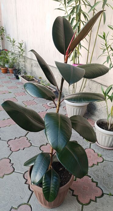 комнатный растения: Фикус каучуконосный(Элатстика)высота 60-70см вечнозелёный с густой