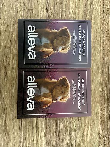 İtlər: 2 Ədəd Erkək və Dişi. Cane Corso Təmiz Qan – həm həyət, həm də ailə — 9