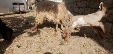 alpin: Dişi, Alpine, il: 1, Damazlıq, Ödənişli çatdırılma
