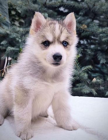 Хаски, 1 месяц, Самка