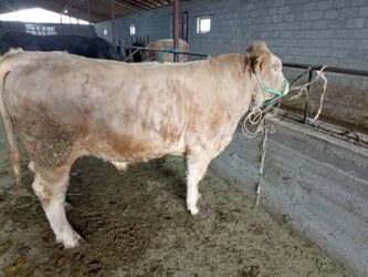 кролик декоративный: Сатам | Бука (эркек) | Шароле