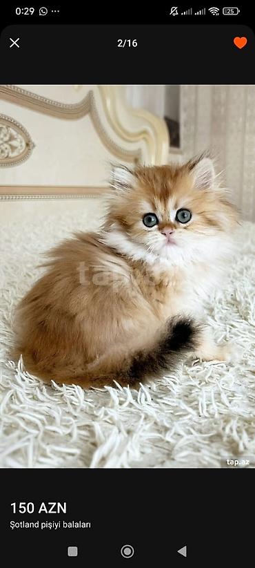 Pişiklər: Britan — 10