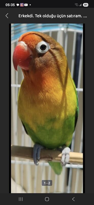 Аквариумы: Növ: Sevda tutuquşu (Lovebird) – erkək Rənglər: parlaq yaşıl bədən