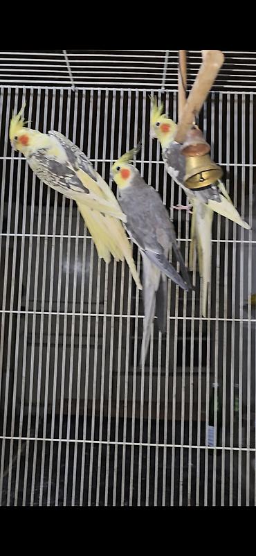 сколько стоит страус: 🦜 Кореллы — 3 взрослые рабочие пары! Продаются красивые, здоровые и — 6