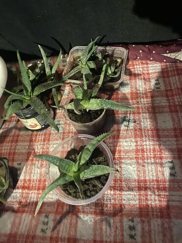 срочно продаю цветы: Алое лечебный забрать можете районе Аламедин 1 или академия