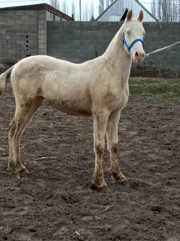 арабская чистокровная лошадь: Продаю | Жеребенок | Английская, Арабская | Конный спорт | Племенные