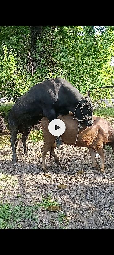 Коровы, быки: Продаю | Бык (самец) | Абердин-ангус | На забой, Для разведения, На откорм | Осеменитель, Искусственник — 11