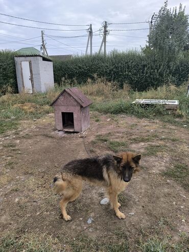 Отдам даром собаку: Собака даром: Овчарка, 2 года, Самка, С прививкой