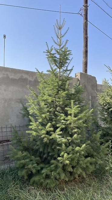 фазан купить мясо: Пихта - Порода: Пихта - Высота ориентировочно 3-3,5м крона густая — 4