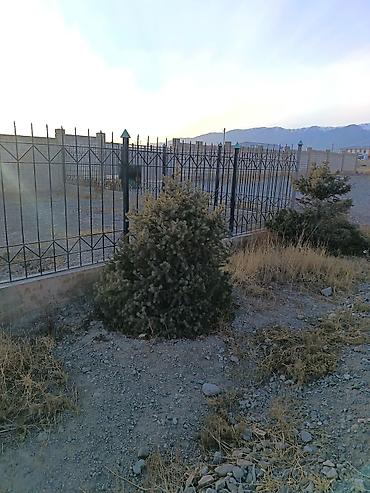 Другие декоративные деревья: 4 Елка 2 берёза сатылат бары 10миң сом Ель голубая (Picea pungens) — 6