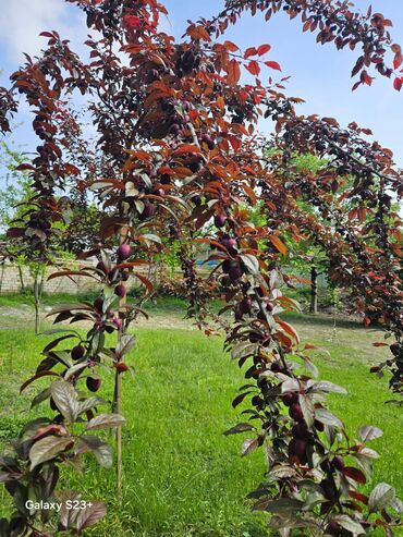 Həyət evləri və villaların satışı: 3 otaqlı, 120 kv. m, Kredit yoxdur, Yeni təmirli -da lalafo.az — 15 Həyət evləri və villaların satışı: 3 otaqlı, 120 kv. m, Kredit yoxdur, Yeni təmirli — 15