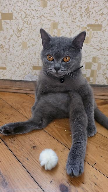 pişik boz: Britan boz dişi pişik. 1 yaşı var Bütün peyvəndləri olunub. Ağıllı — 1