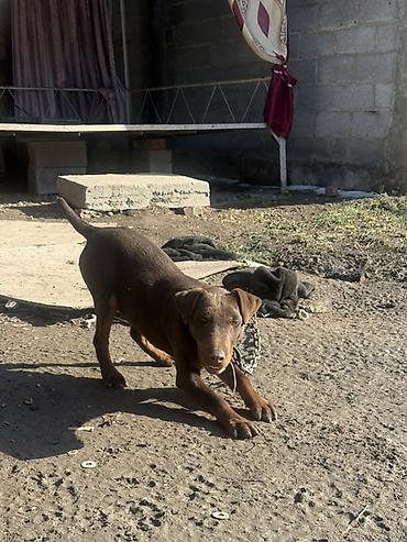 Продажа собак: Доберман, 4 месяца, Самец — 7