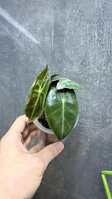 Диффенбахии: Диффенбахия Тропик Сноу 2000с Посажен в хороший грунт, не привозной — 4