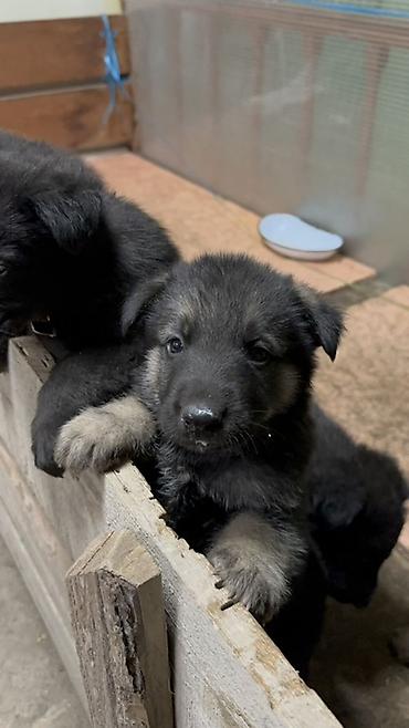 Продажа собак: 🐕 Продаются щенки восточноевропейской овчарки! Красивые, здоровые и — 9