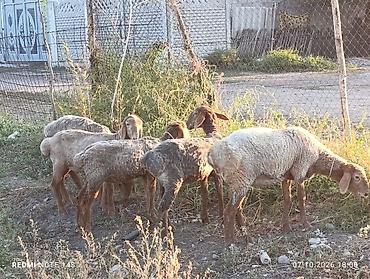 А/ч жаныбарларын сатам: Сатам | Ургаачы кой (ургаачы) | Союуга — 4