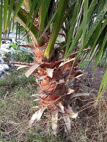 dekorativ bitkiler adlari: Dekorativ bağ bitkiləri – müxtəlif növlər - Fotiniya (Photinia) — 8